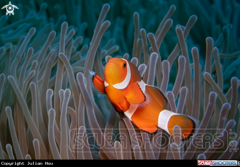 A Anemonefish
