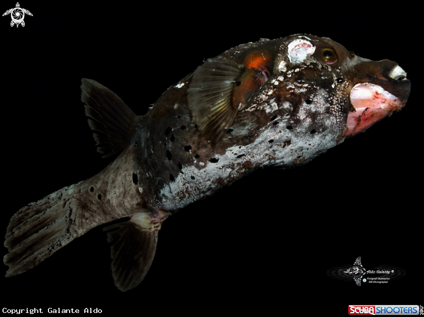 A Puffer Fish