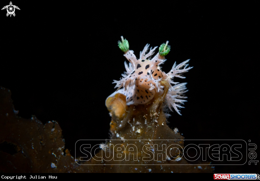 A Tritonia sp.