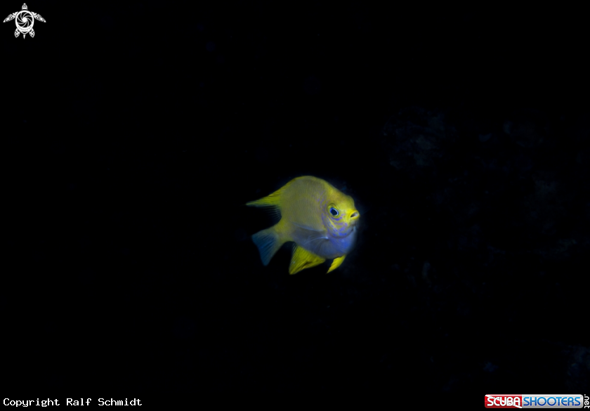 A fish