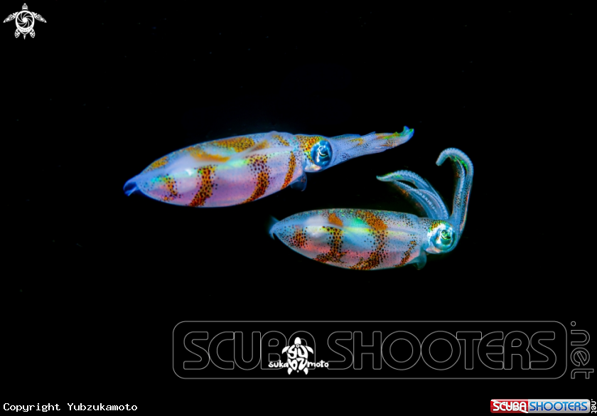 A Squid reef