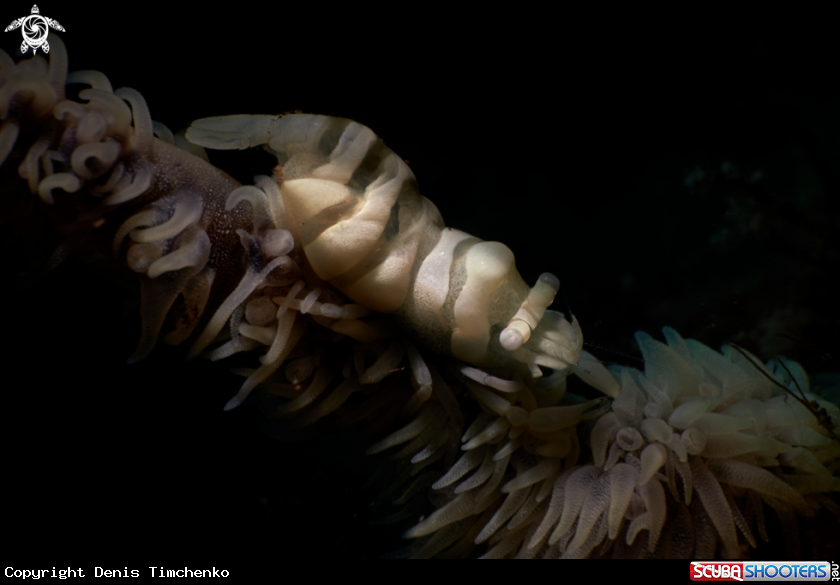 A SHRIMP