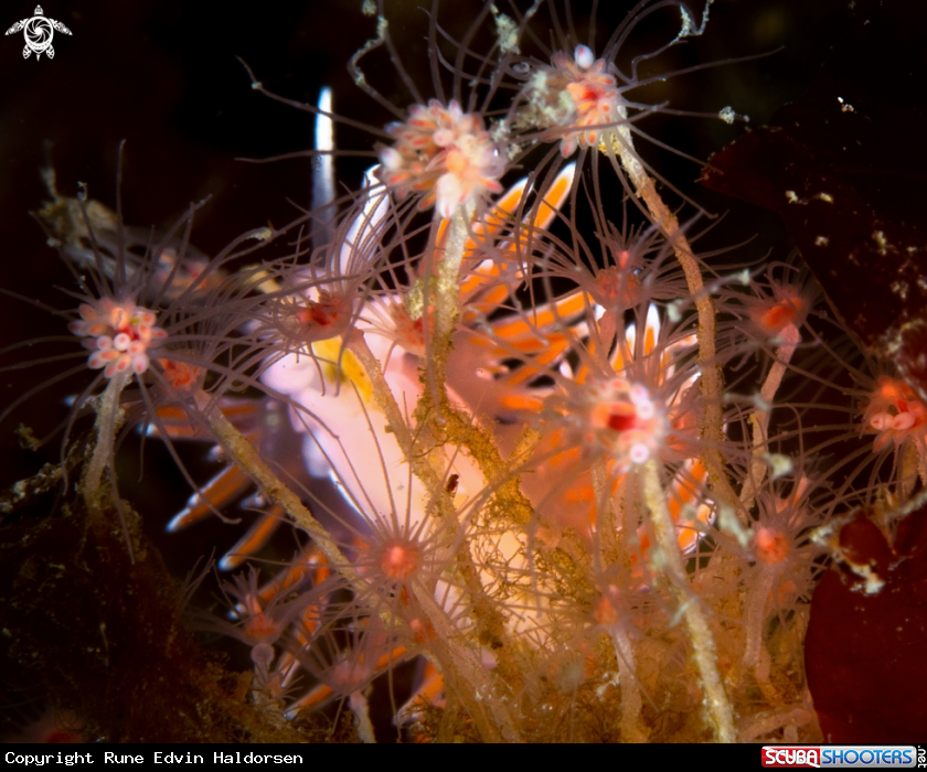 A Fjordia lineata & Tubularia indivisa