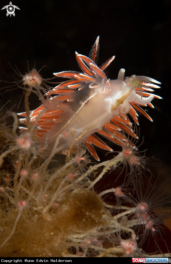 A Fjordia lineata