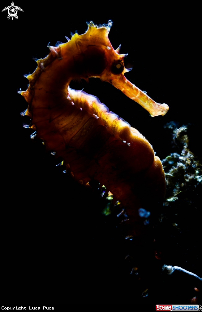 A Seahorse