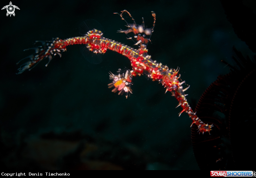 A PIPEFISH
