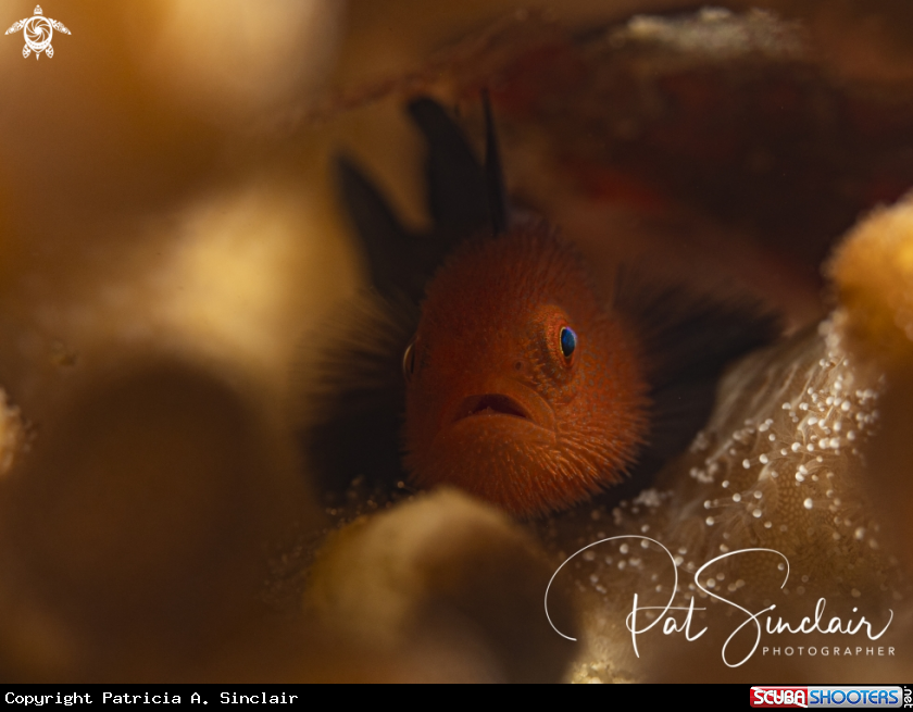 A bearded goby