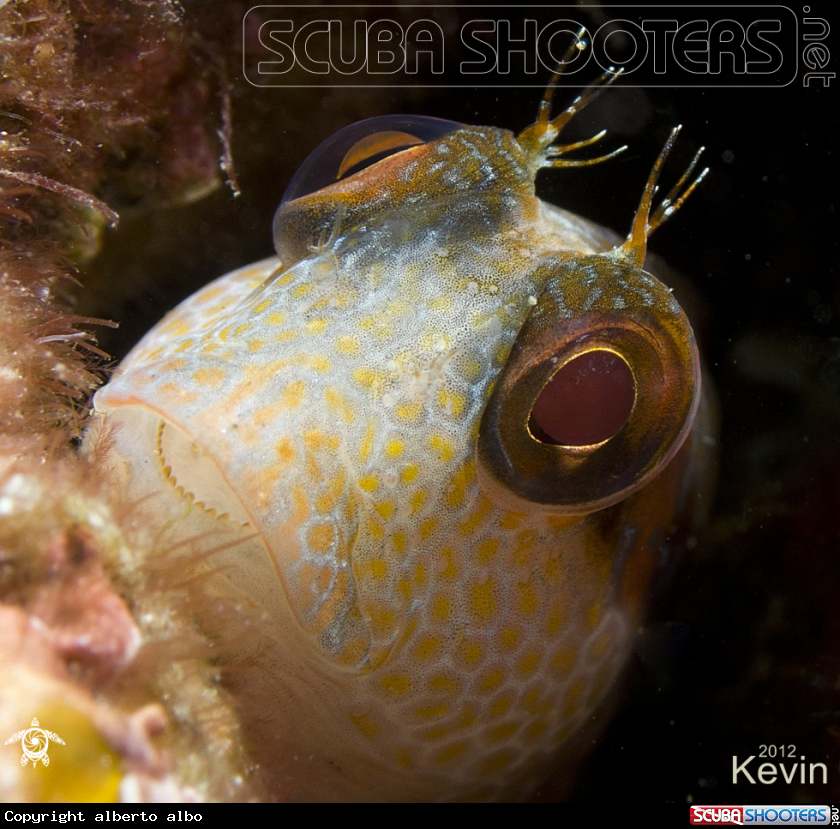 A underwater creature