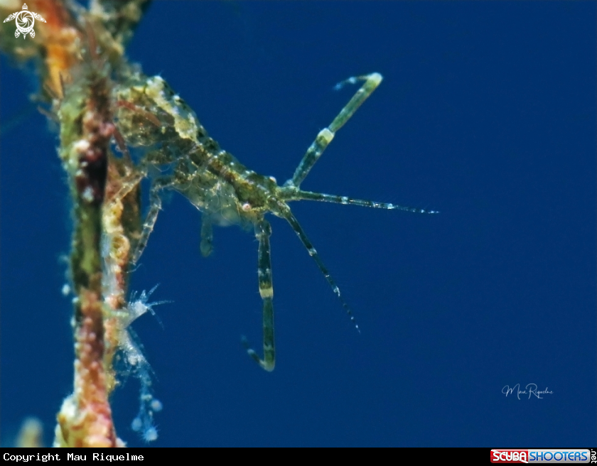 A Amphipod