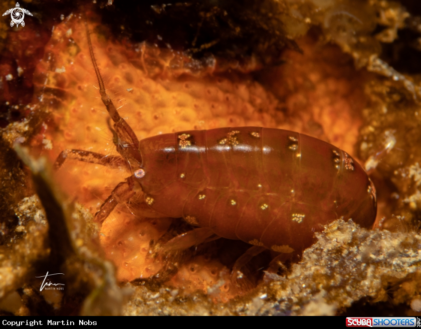 A Grazing Amphipod