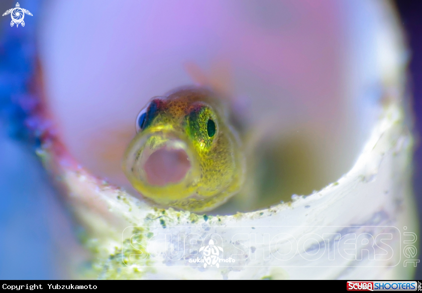 A yellow goby