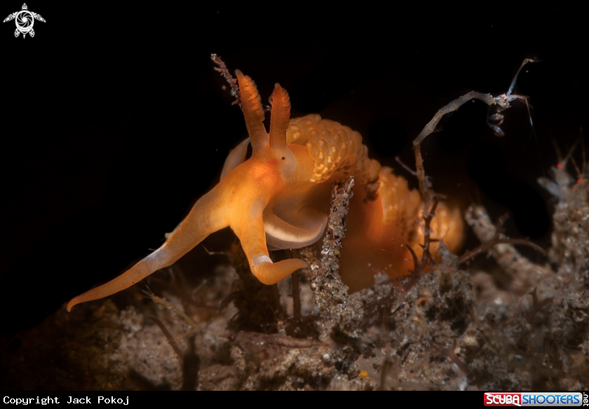 A Moridilla brockii