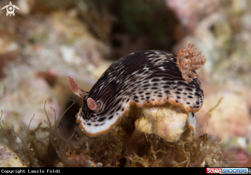 A Nudibranch