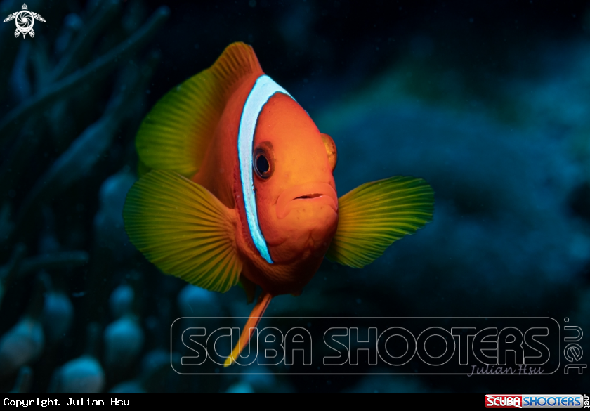 A Anemonefish