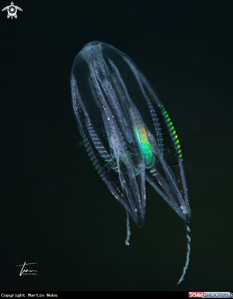 A Ctenophore