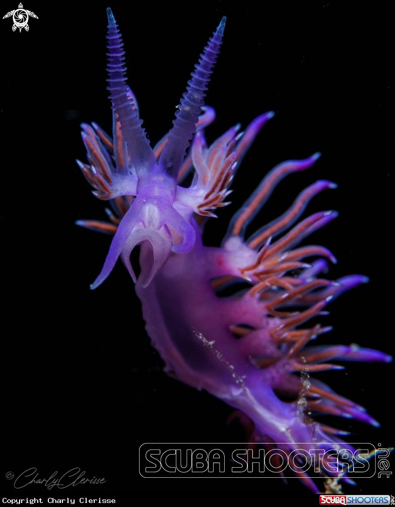 A Flabelina affinis