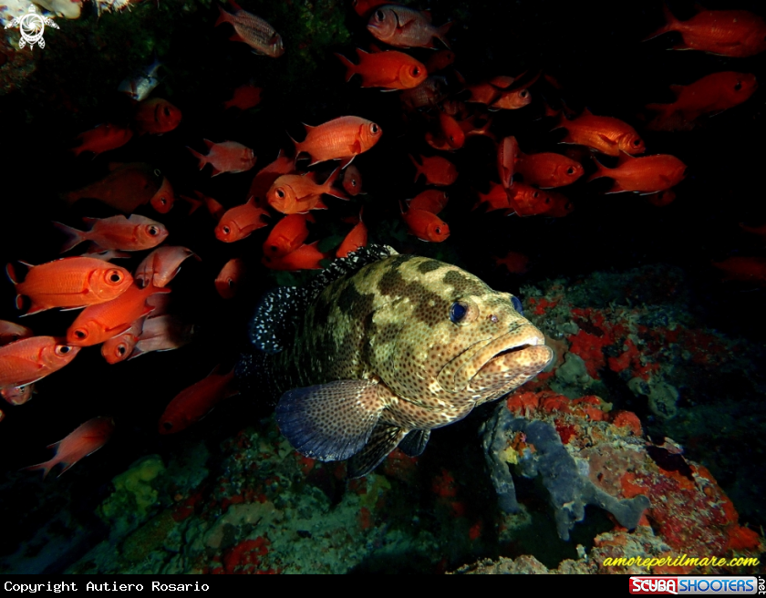 A Ephinephelus Fuscoguttatus