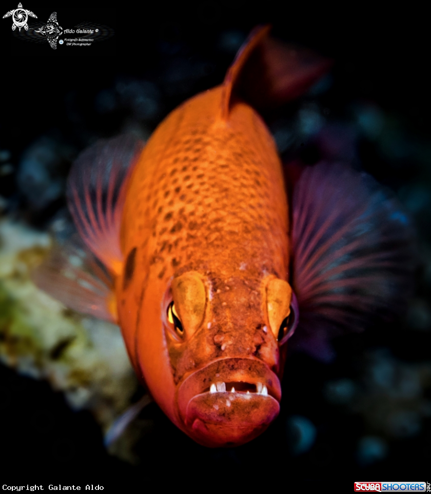 A Jaguar Dottyback Male