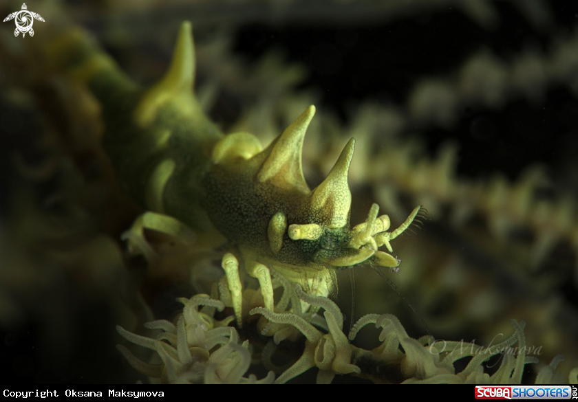 A Dragon shrimp (Miropandalus hardingi) 