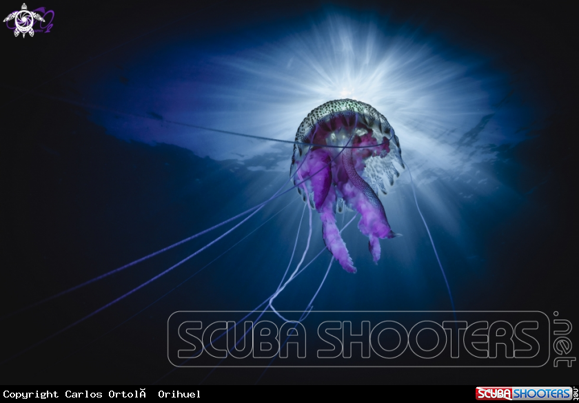 A Luminescent jelly