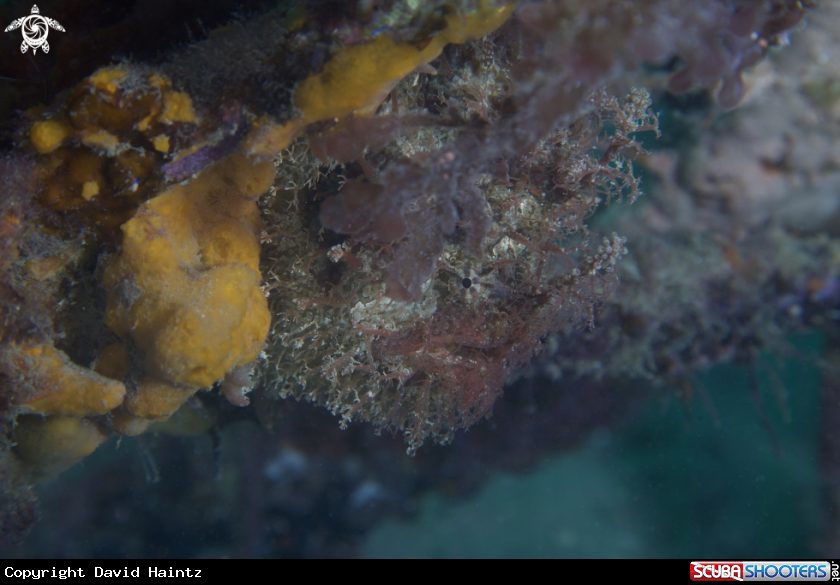 A Tasselled Anglerfish