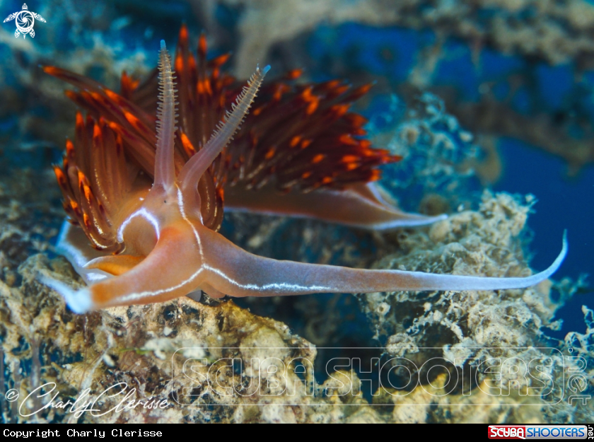 A Dondice banyulensis