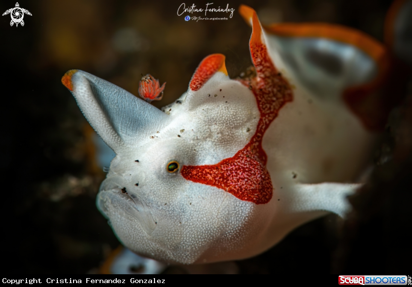 A Frogfish