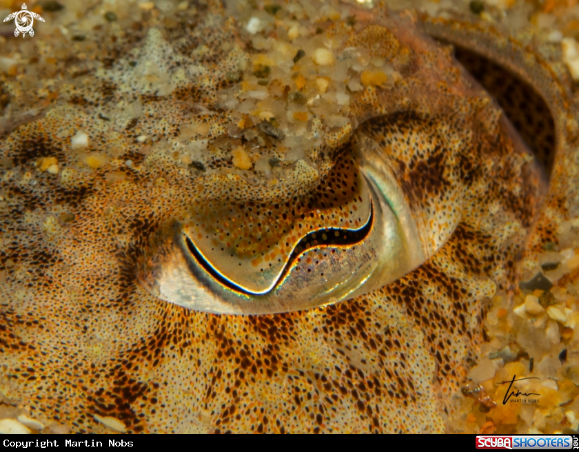 A Common Cuttlefish