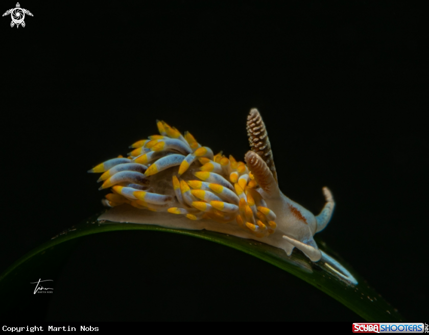 A Berghia coerulescens