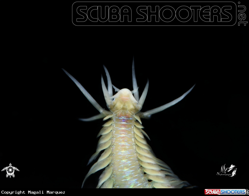 A Polychaete Worm
