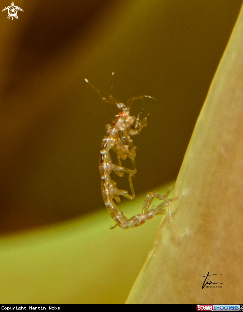 A Skeleton shrimp