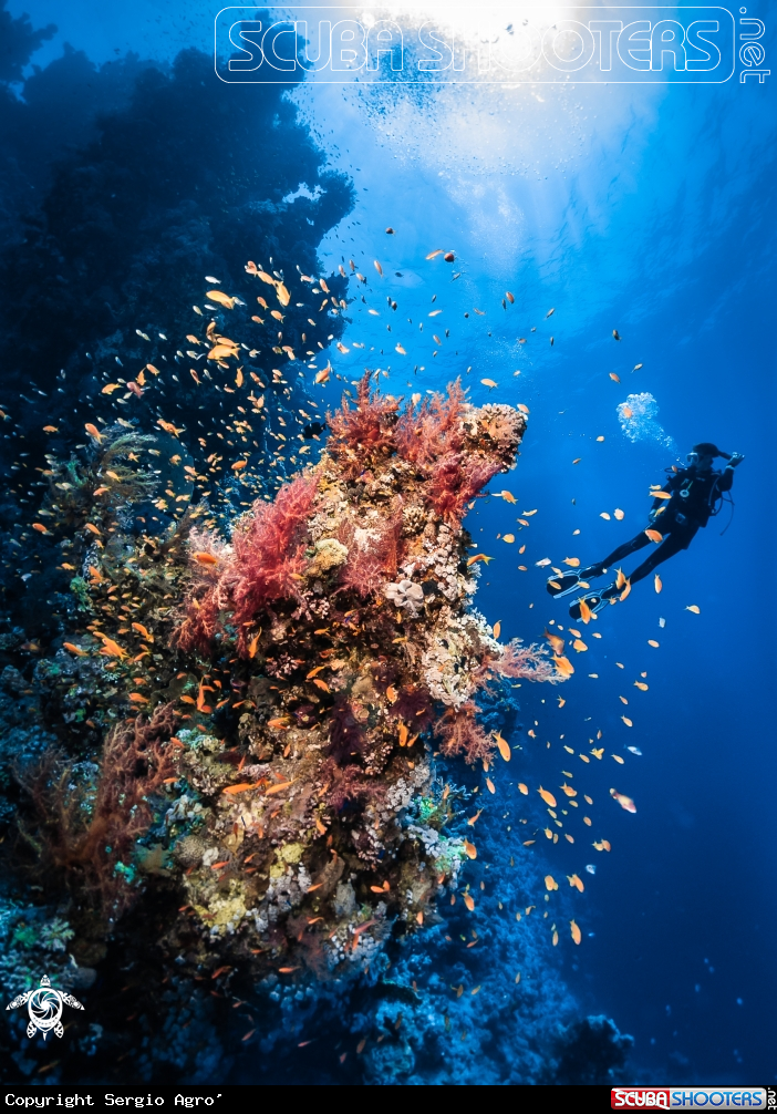 A Reef