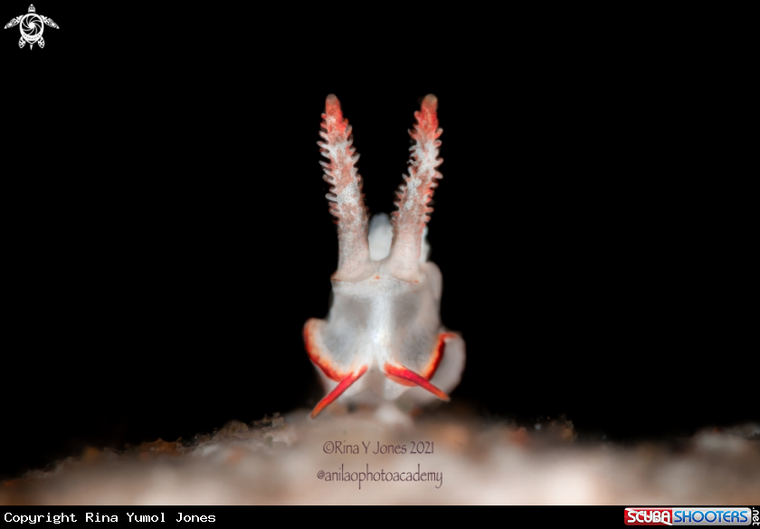 A Goniodoris sp.