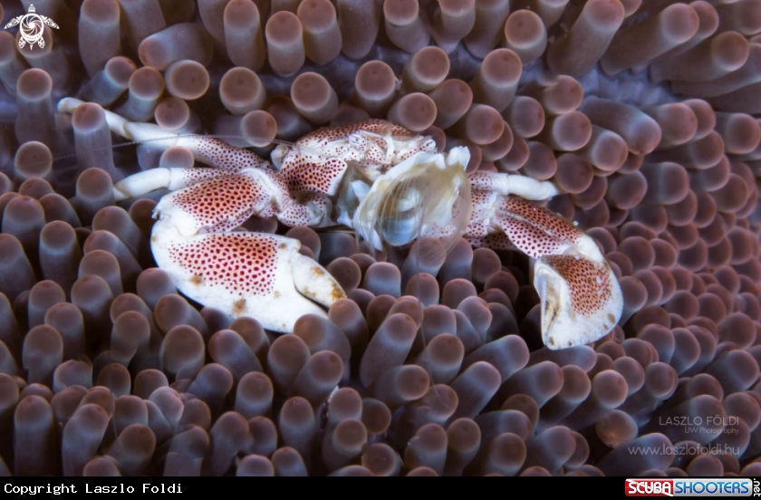 A Porcelain crab