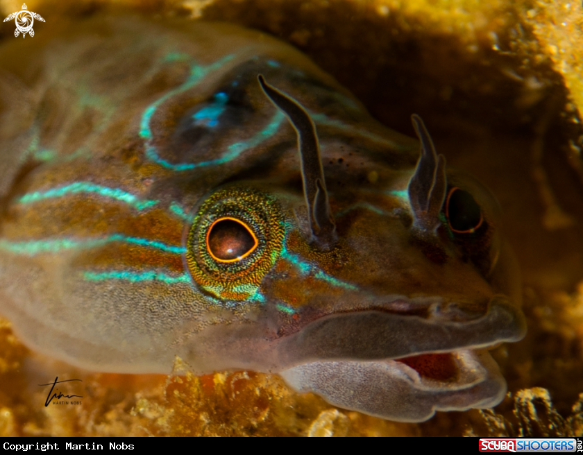 A Shore Clingfish