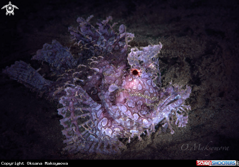 A Purple Weedy scorpionfish  (Rhinopias frondosa) 