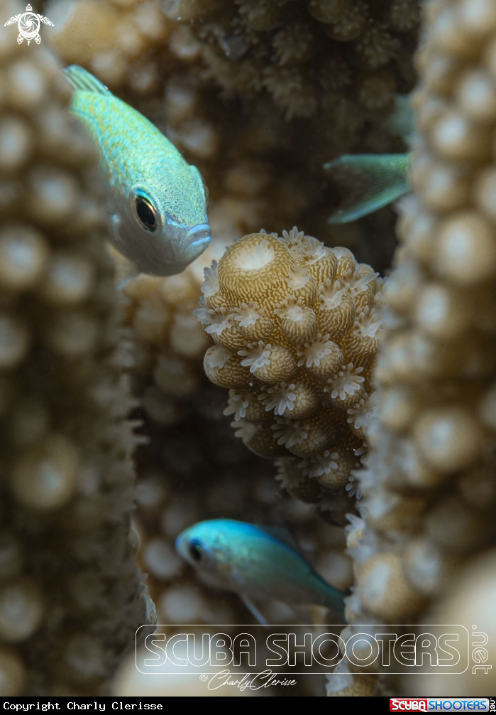 A Green Chromis