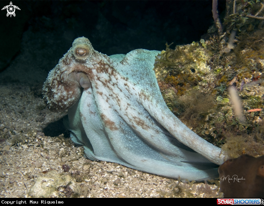 A Caribbean Reef Octopus
