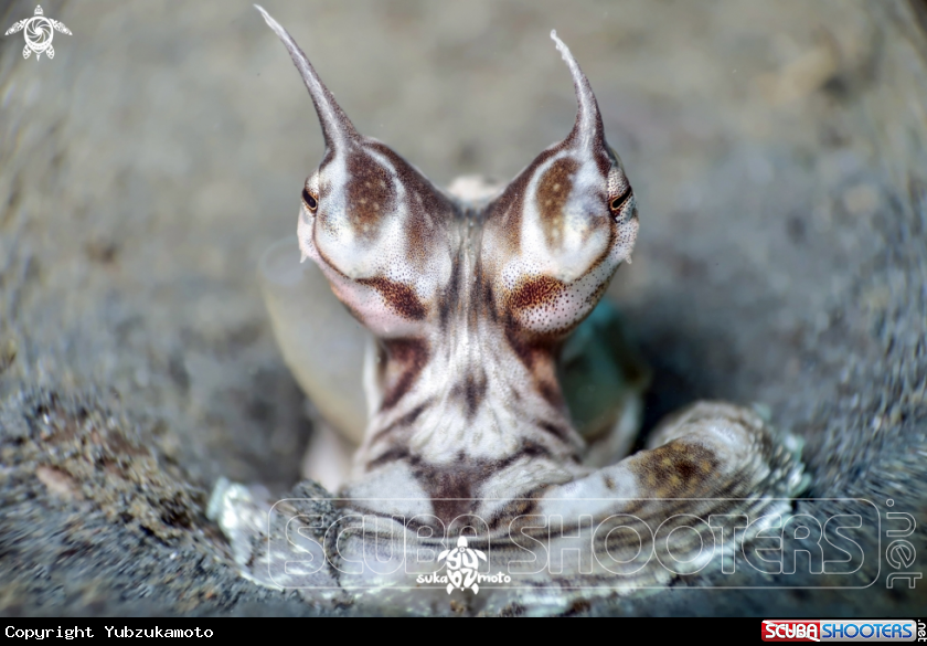 A Mimic Octopus