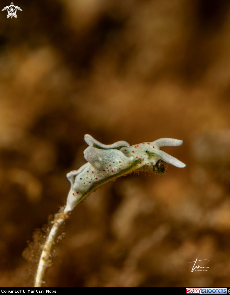 A Elysia timida