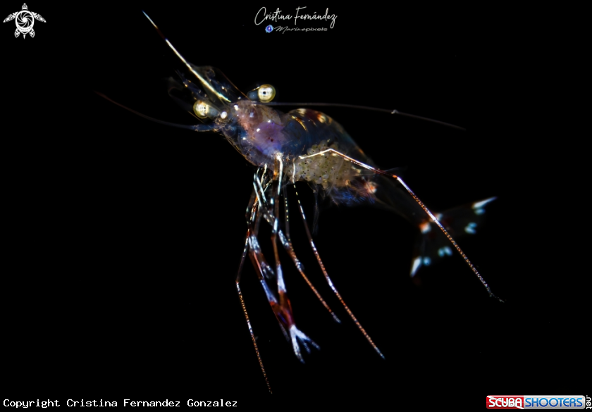 A Shrimp