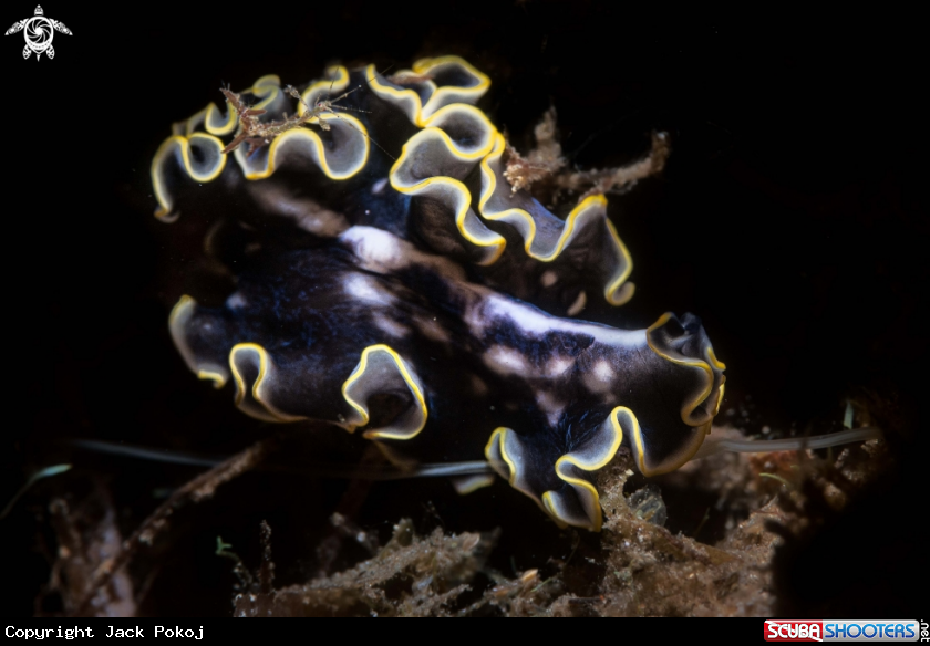 A Marine flatworm