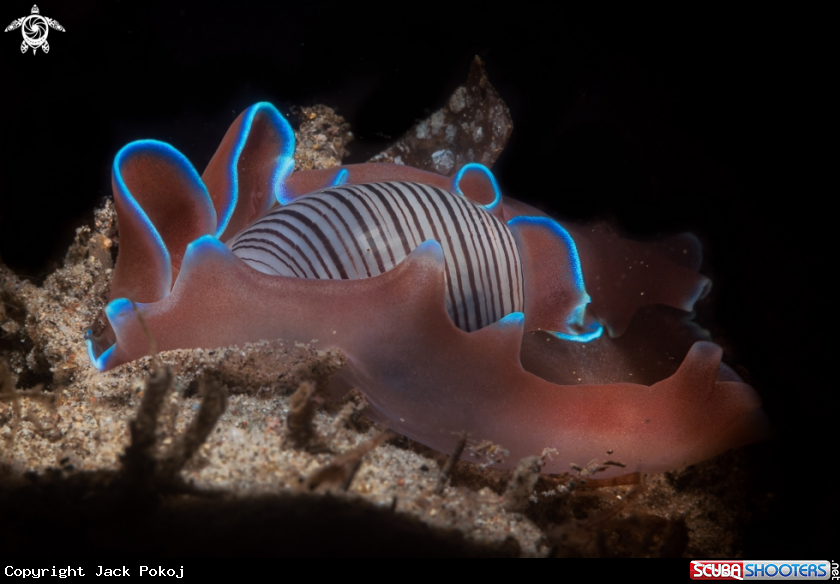 A Hydatina physis