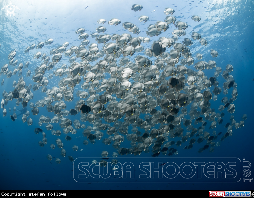 A Longfin Batfish 