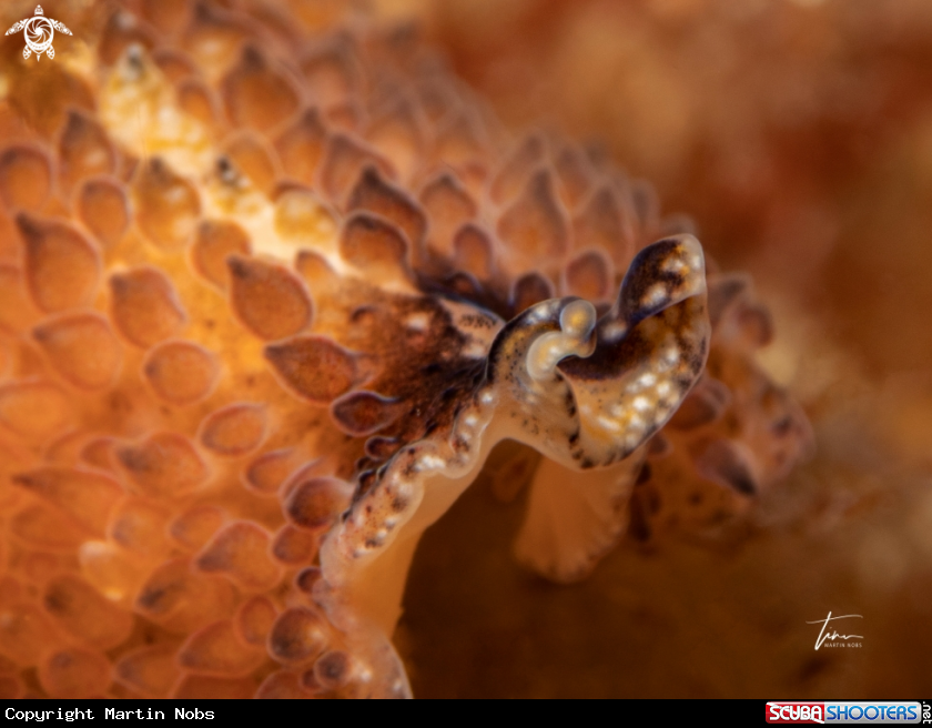 A Carpet Flatworm