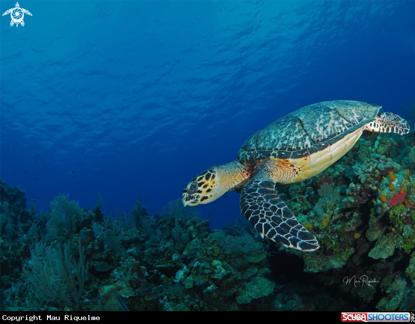 A Hawksbill Turtle :)