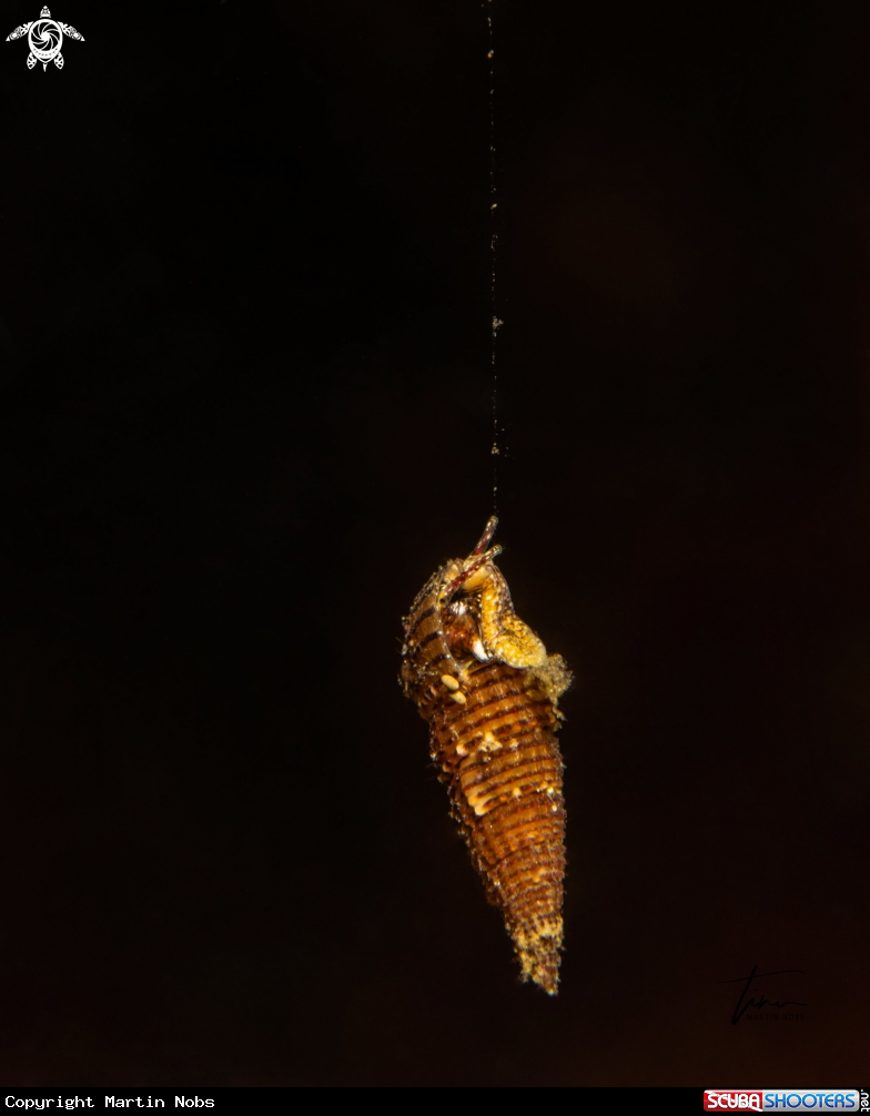 A Small needle whelk
