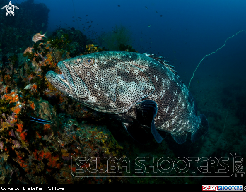 A Malabar Grouper