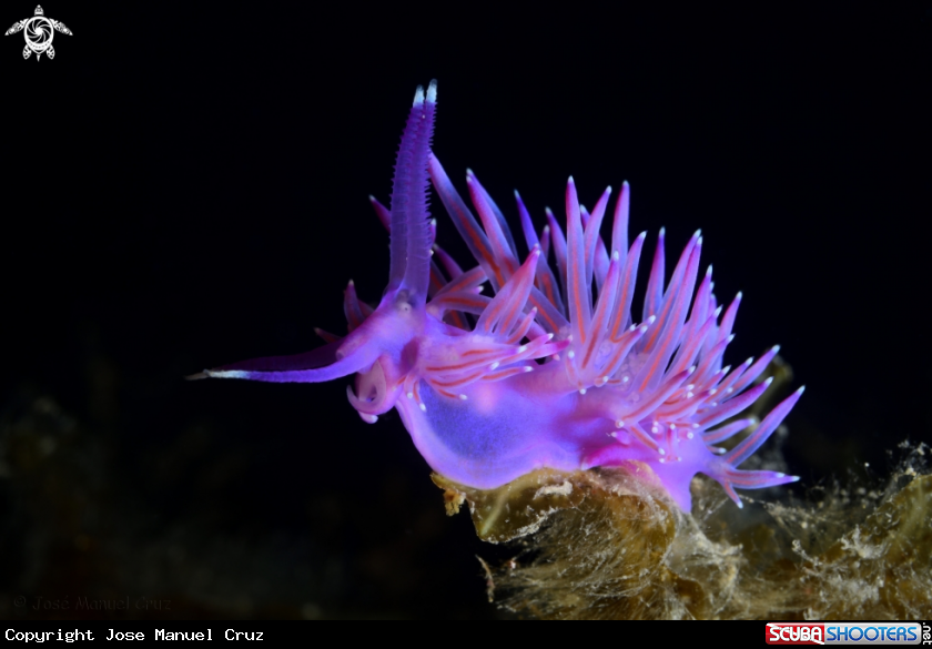 A Nudibranch
