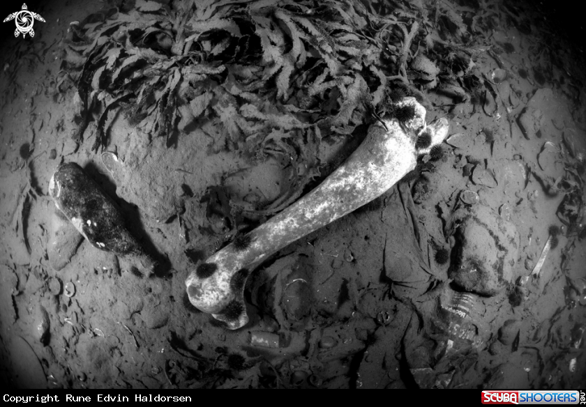 A A leg part of a larger mammal + beer